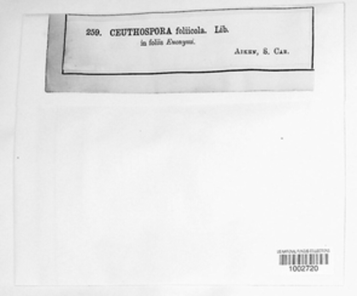 Phacidium foliicola image